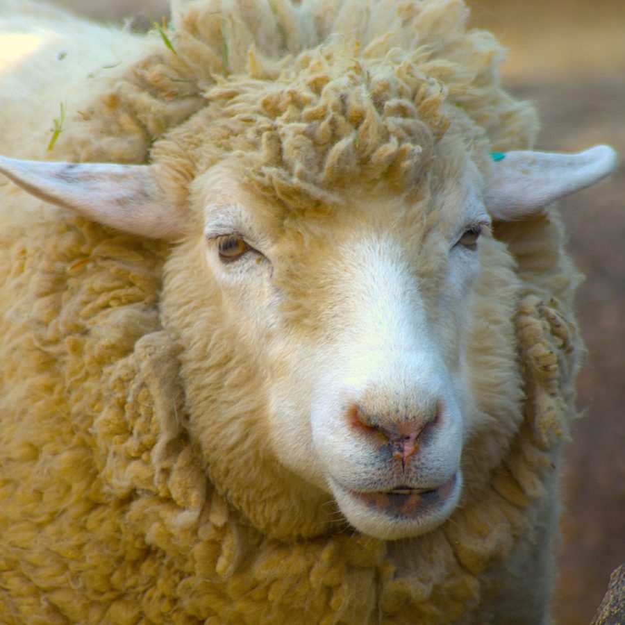 sheep-9347123_1920
