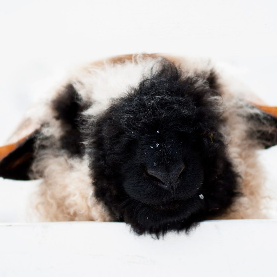 sheep-9472571_1920
